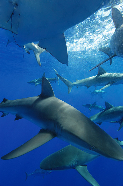 Carcharhinus galapagensis (Squalo delle Galapagos)